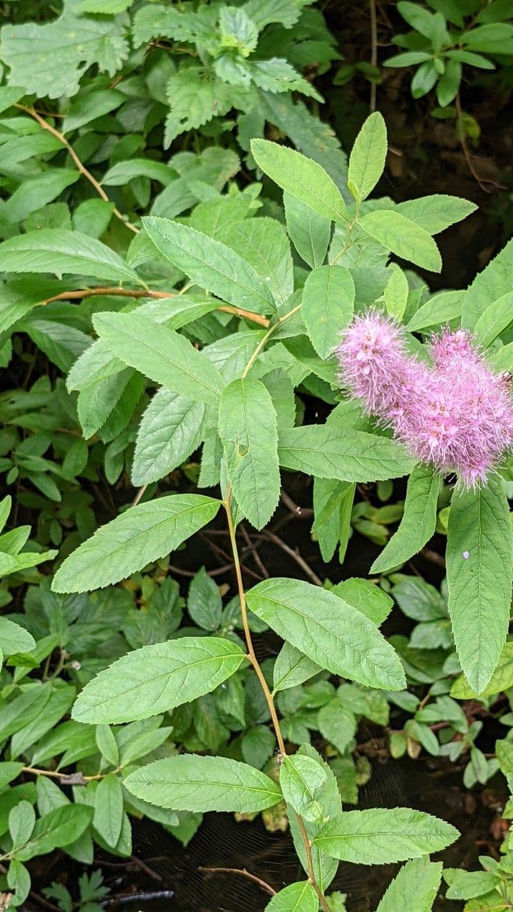 Brotkraut 19
