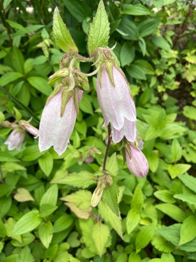 Campanula puntata 5