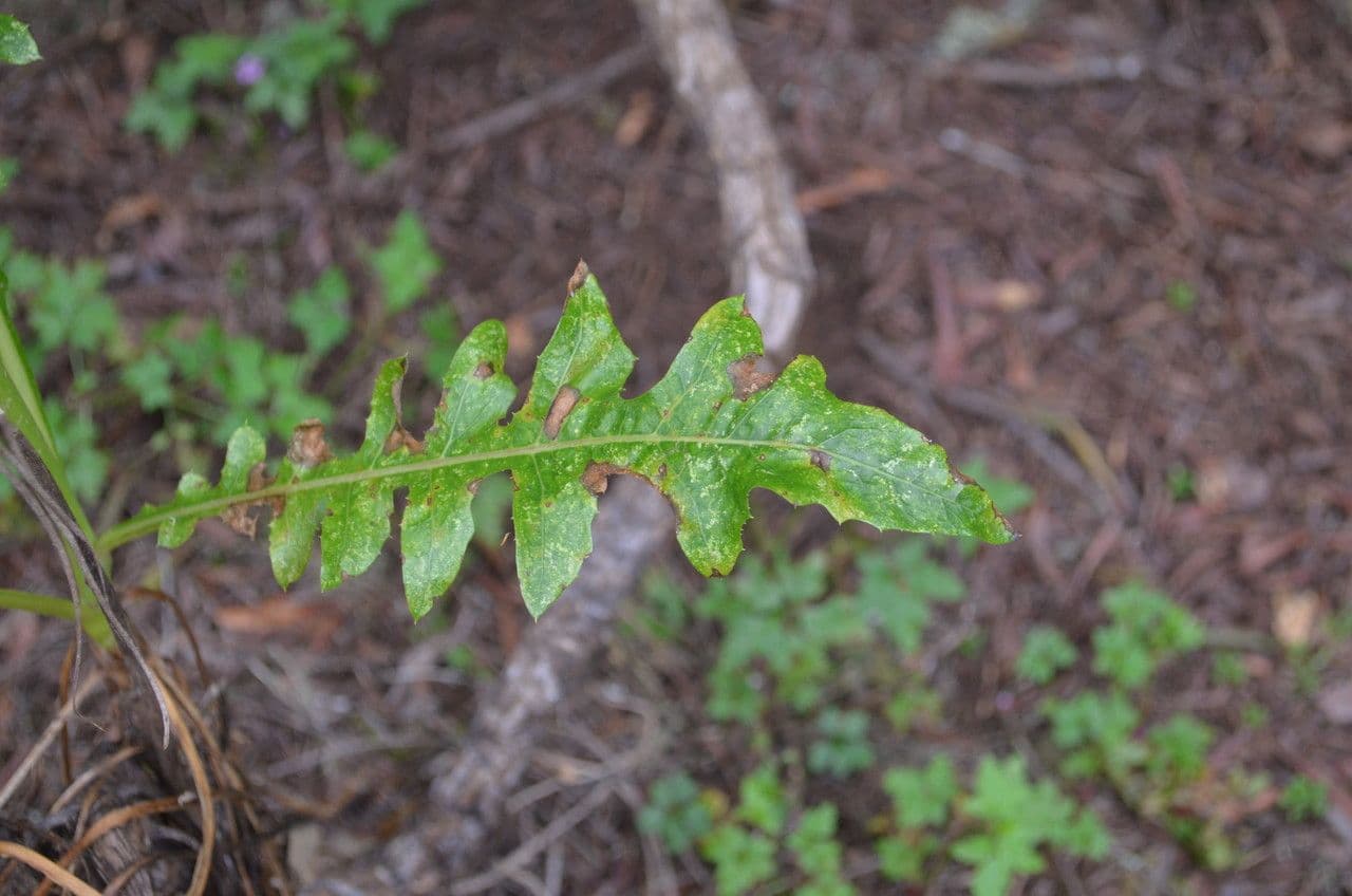 Sonchus gandogeri 10