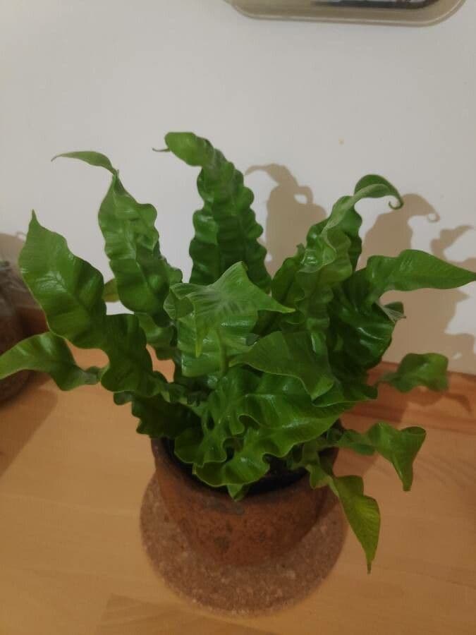 Vogelnestfarn 11