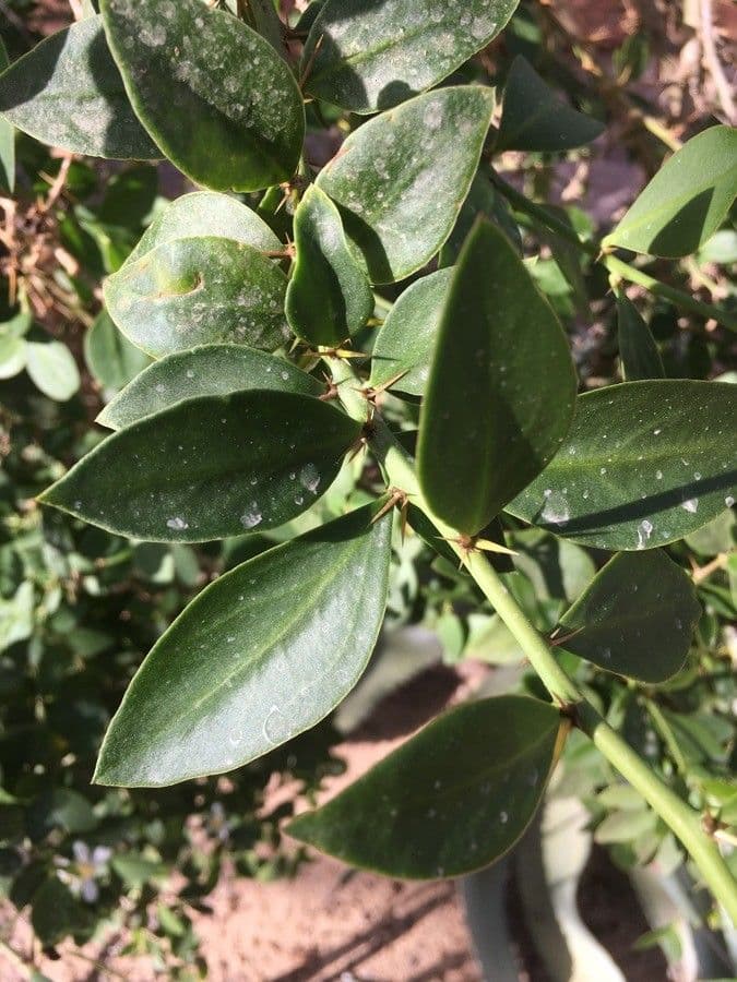 Pereskia 3