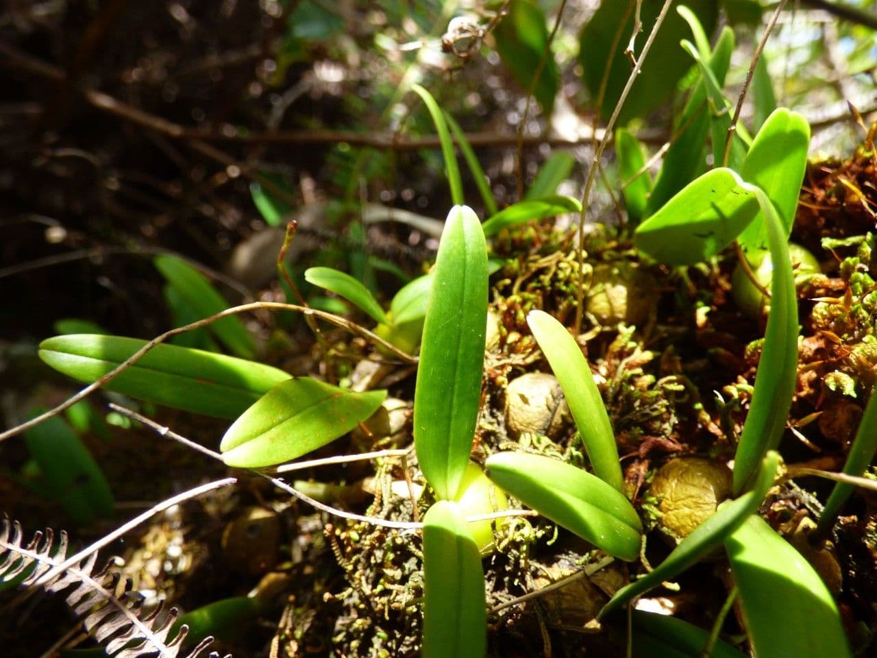 Bulbophyllum 11