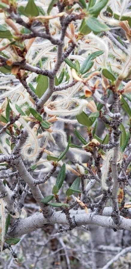 Cercocarpus montanus 25
