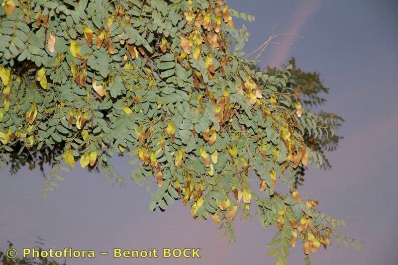 Tipu-Baum 27