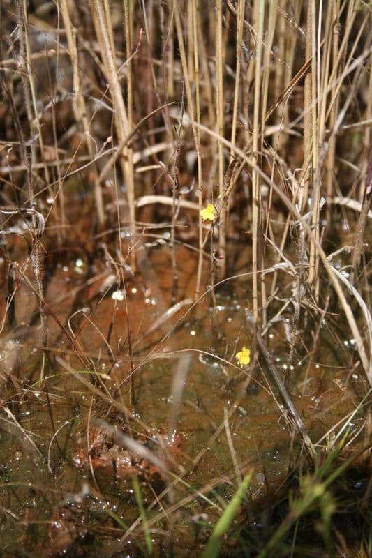 Utricularia subulata 7