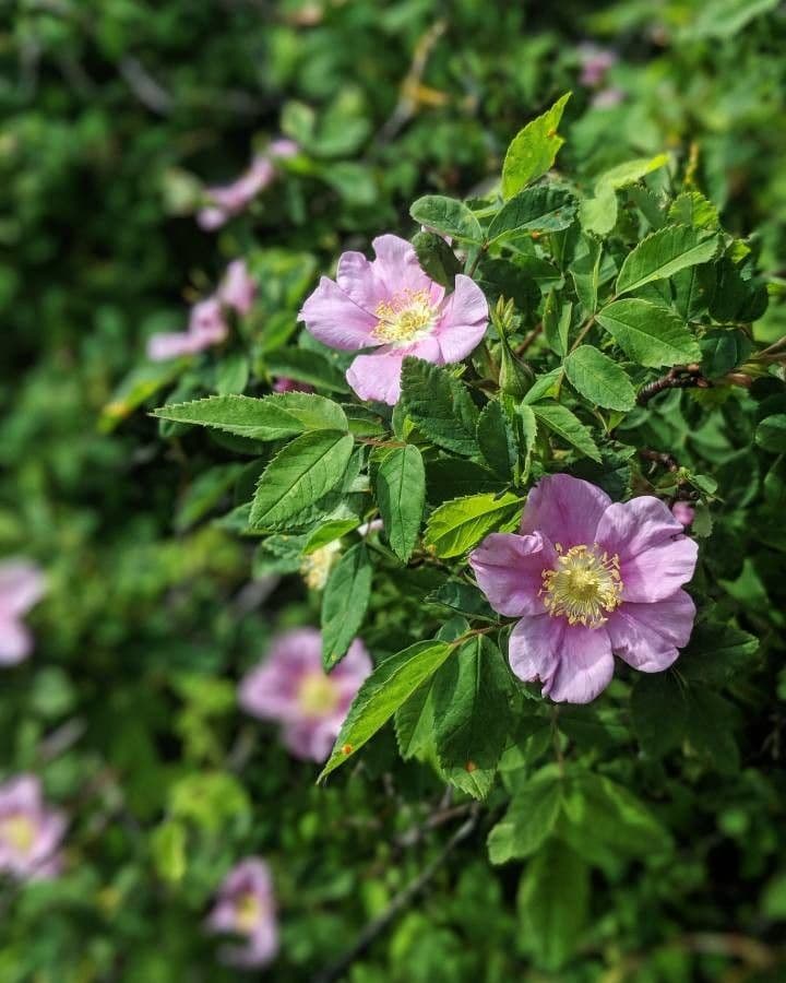 Woods-Rose 10
