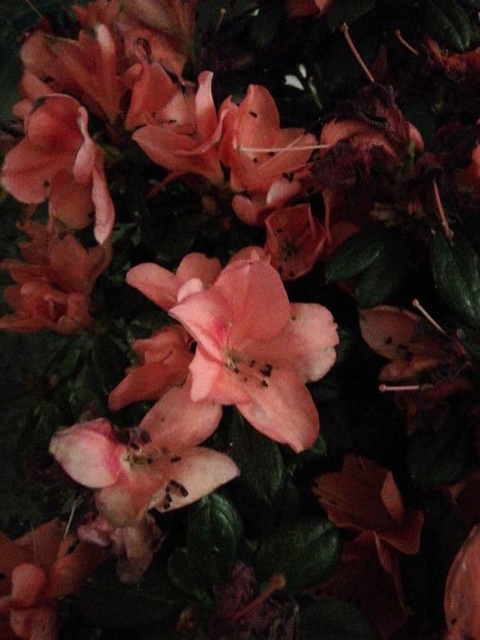 Rhododendron 4