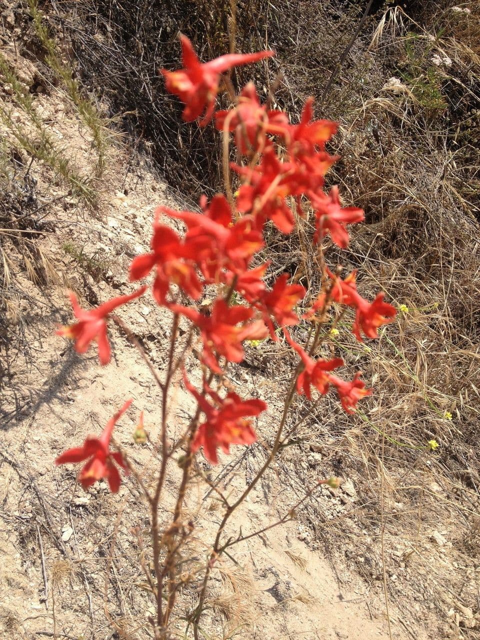 Delphinium cardinale 7