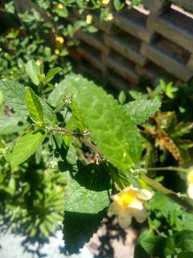 Sida spinosa 13