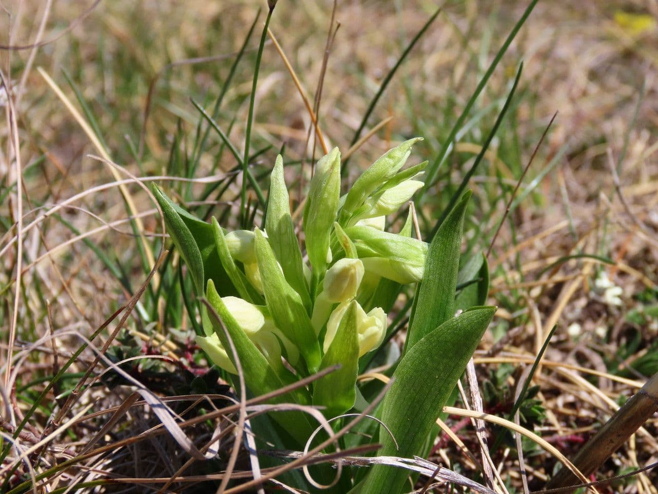 Orchidea sambucina 11