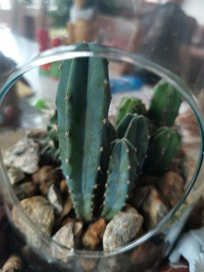 Myrtillocactus geometrizans 13