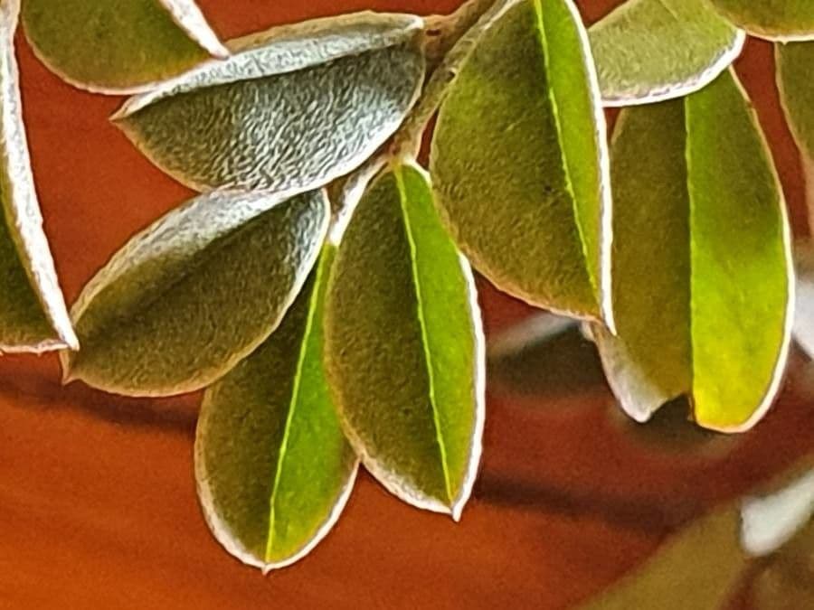Indigofera 10