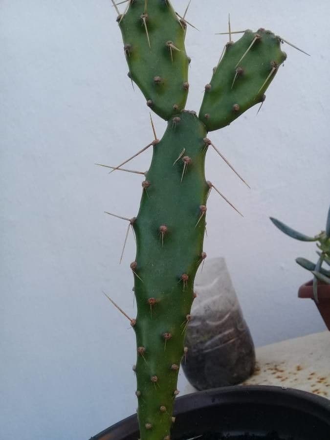 Opuncja Monacantha 23