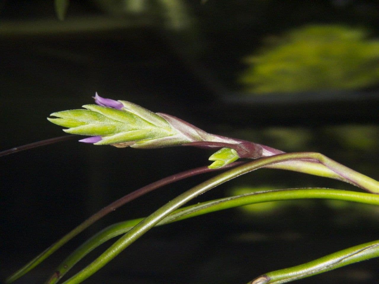 Tillandsia bulbosa 2