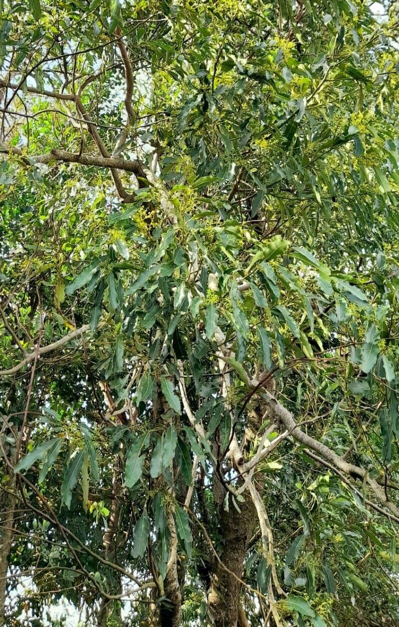 Ocotea 11