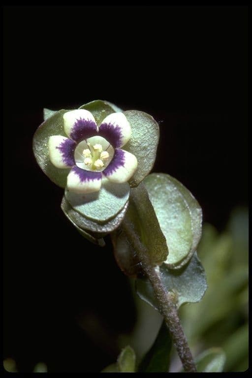 Tricardia