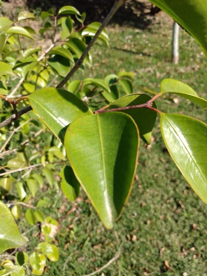 Eugenia