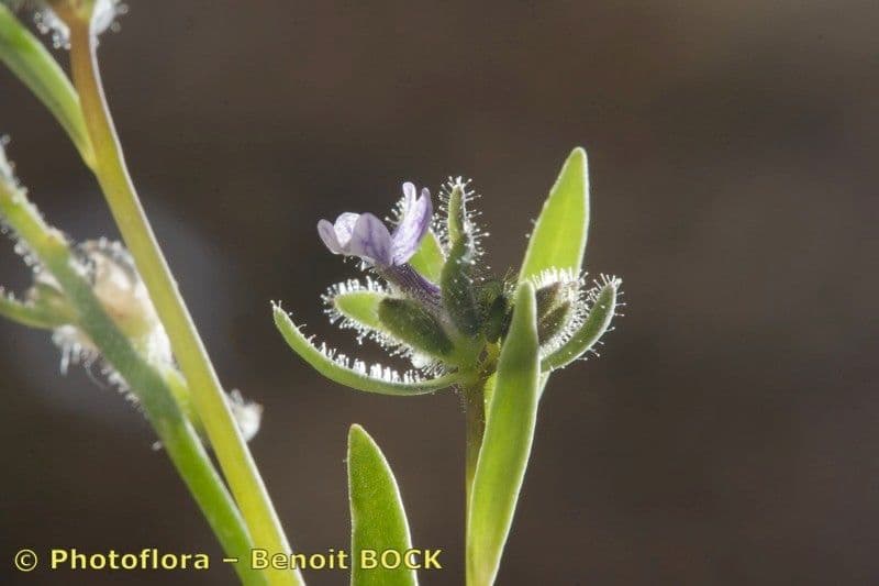 Lnice 18