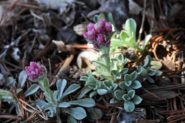 Antennaria parvifolia 3