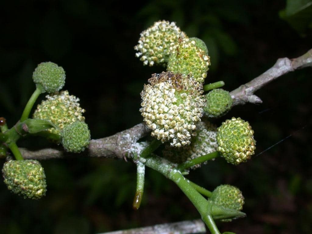 Brednut 6