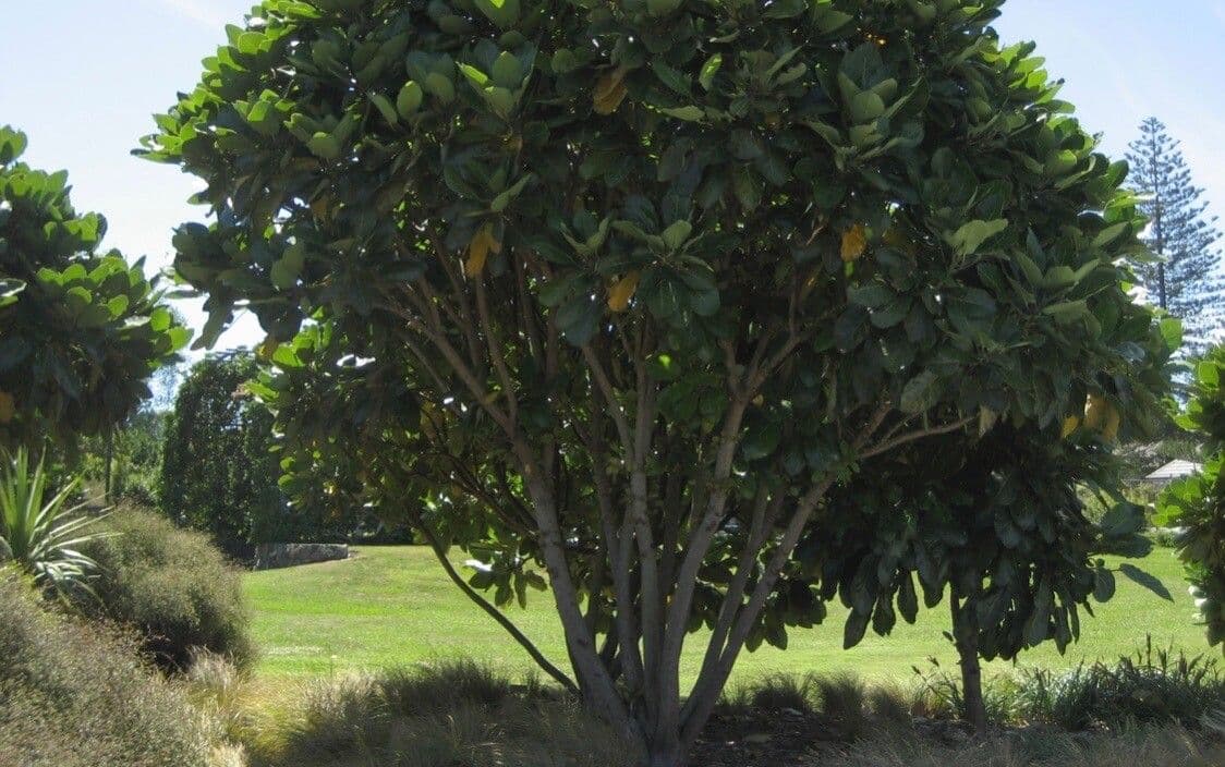 Meryta 5