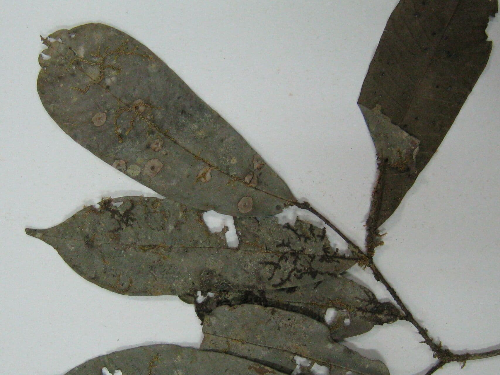 Erisma 5