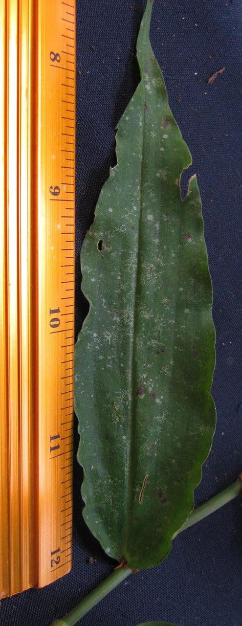 Cojite blanco 8
