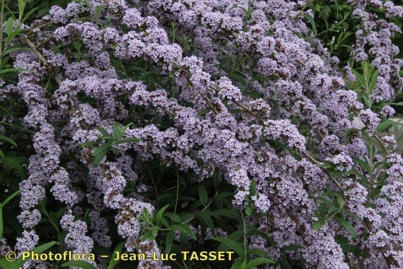 Buddleja 21