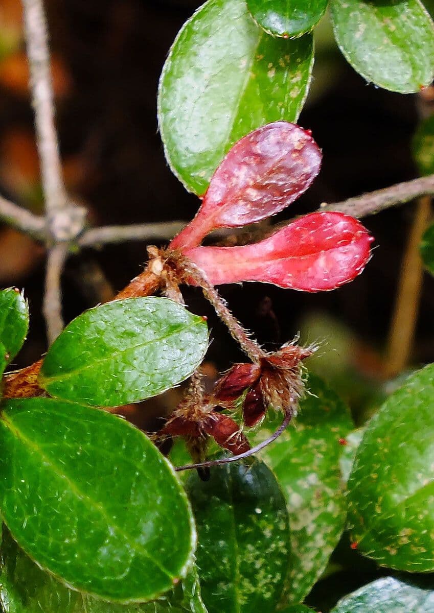 Escallonia