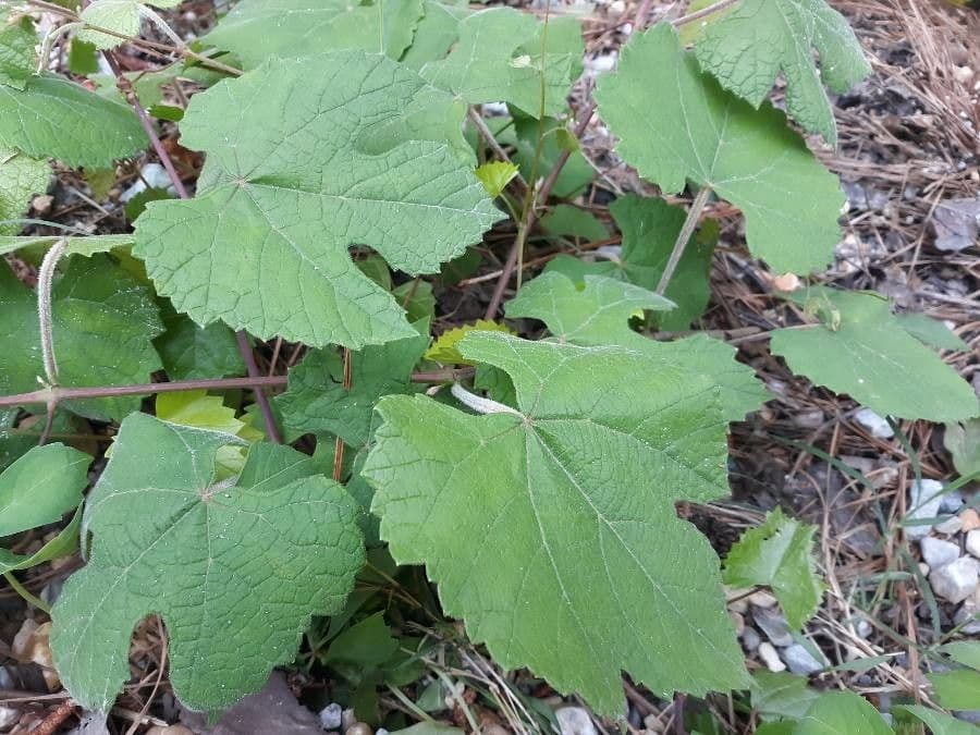 Vitis aestivalis 19