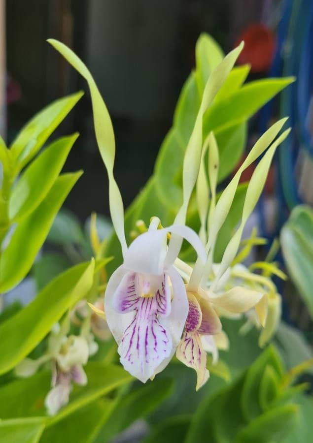Orchidea antilope verde