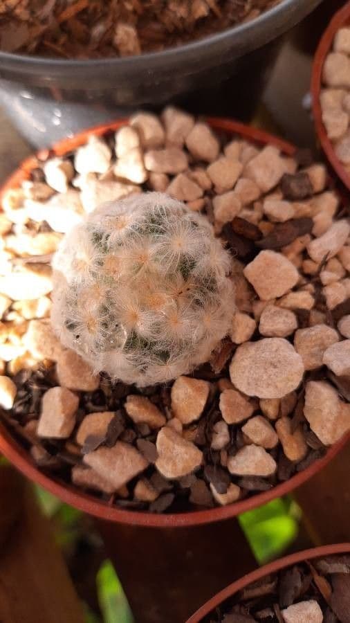 Cactus pluma 16