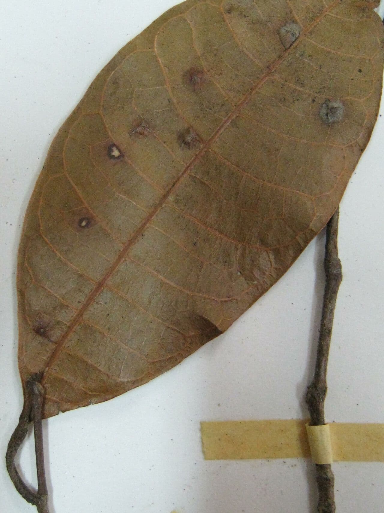 Pseudolmedia 3