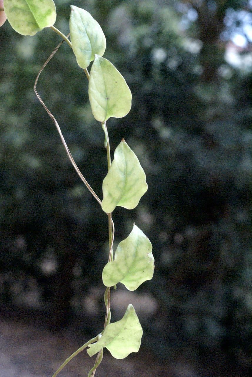 Anredera 28