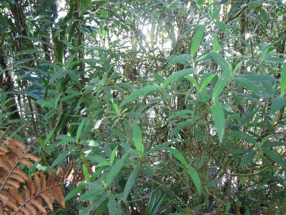 Psychotria 6