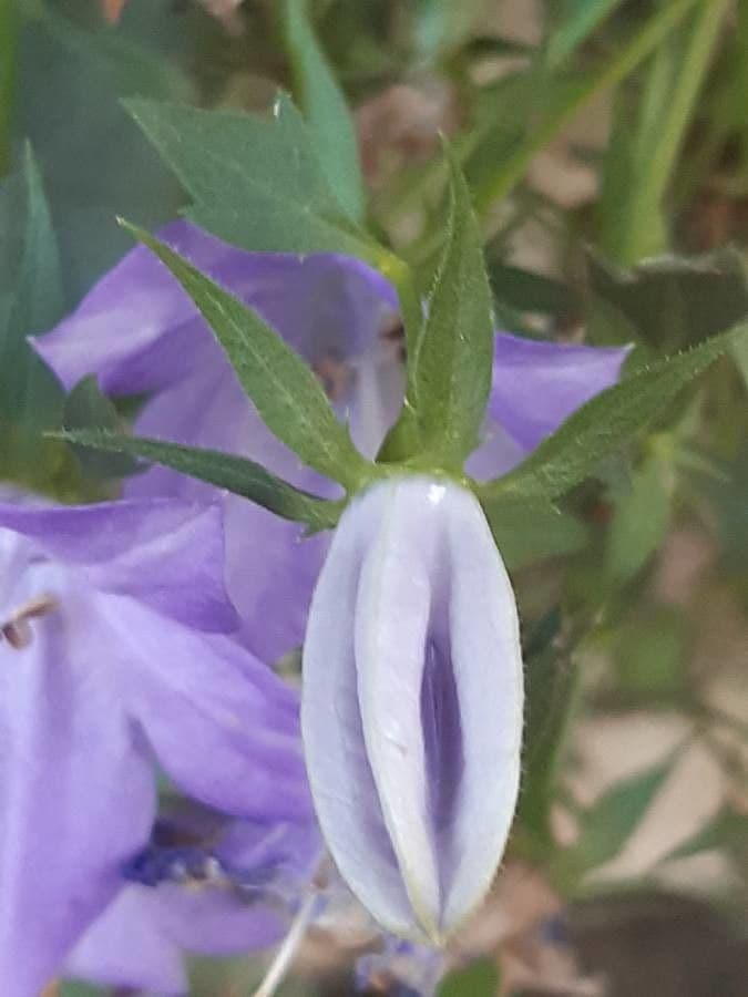 Campanula 11