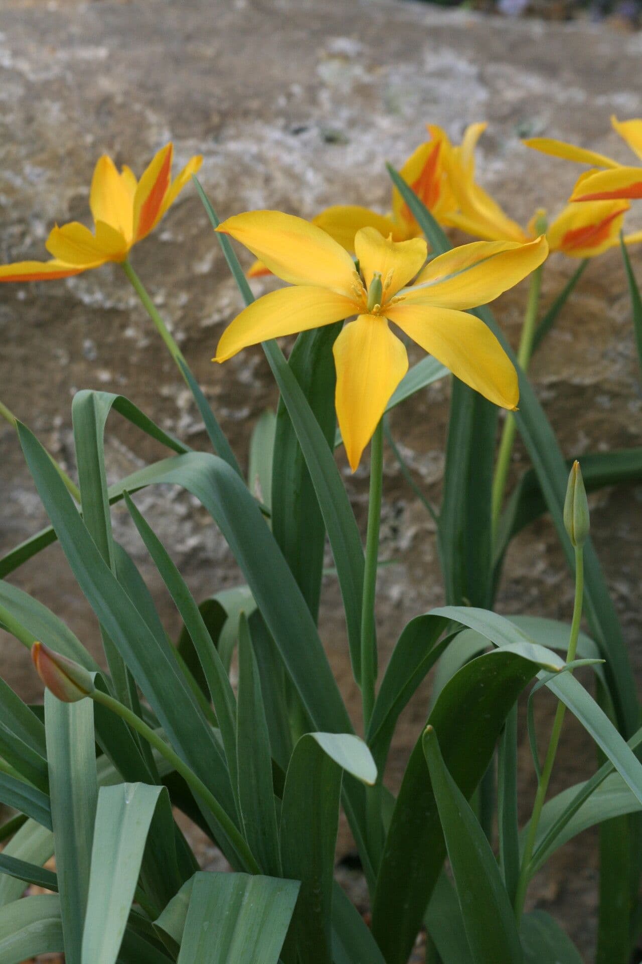 Tulpe