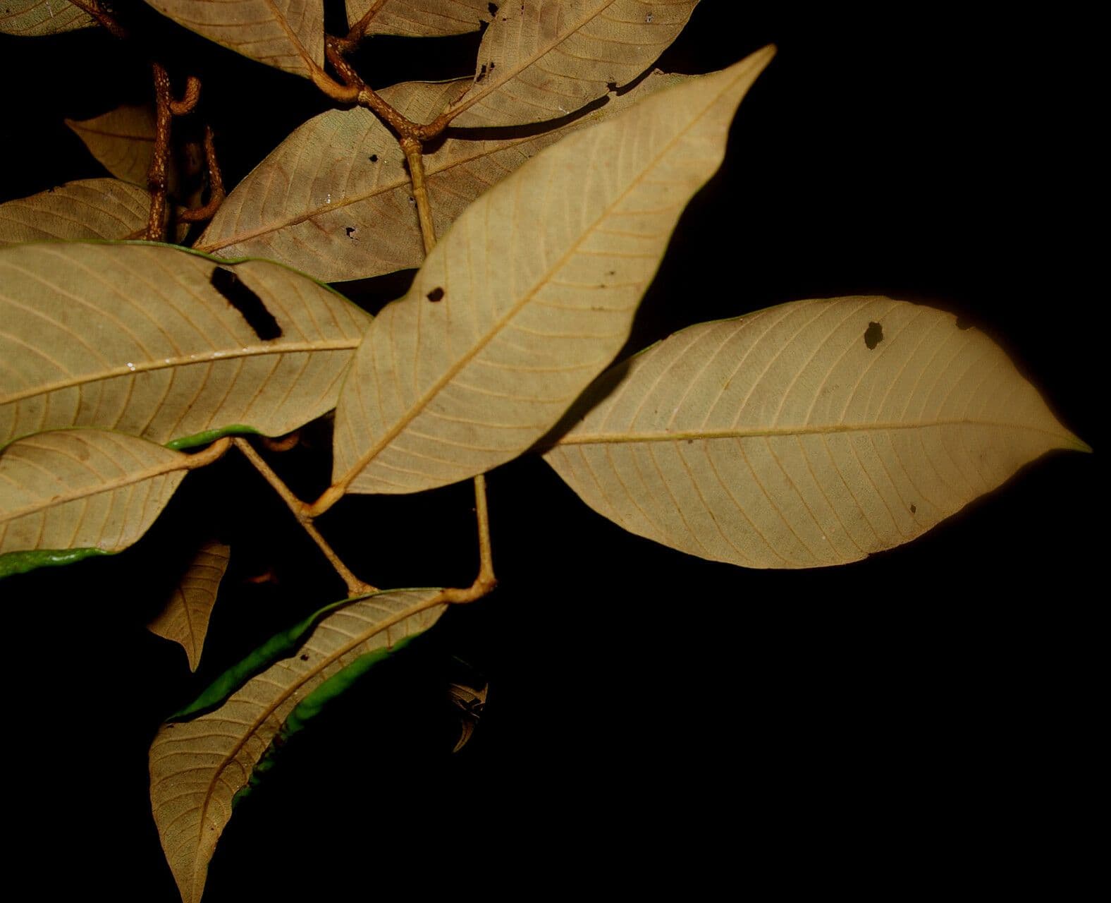 Parinari excelsa 6