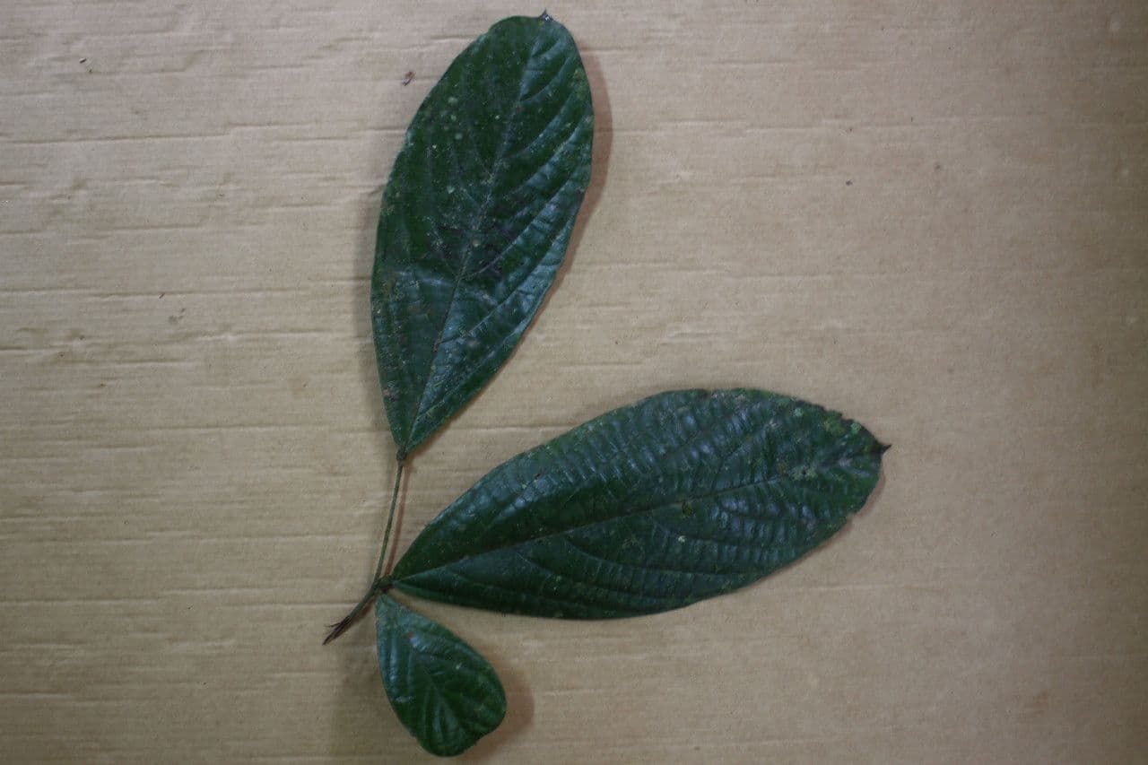 Cordia 3