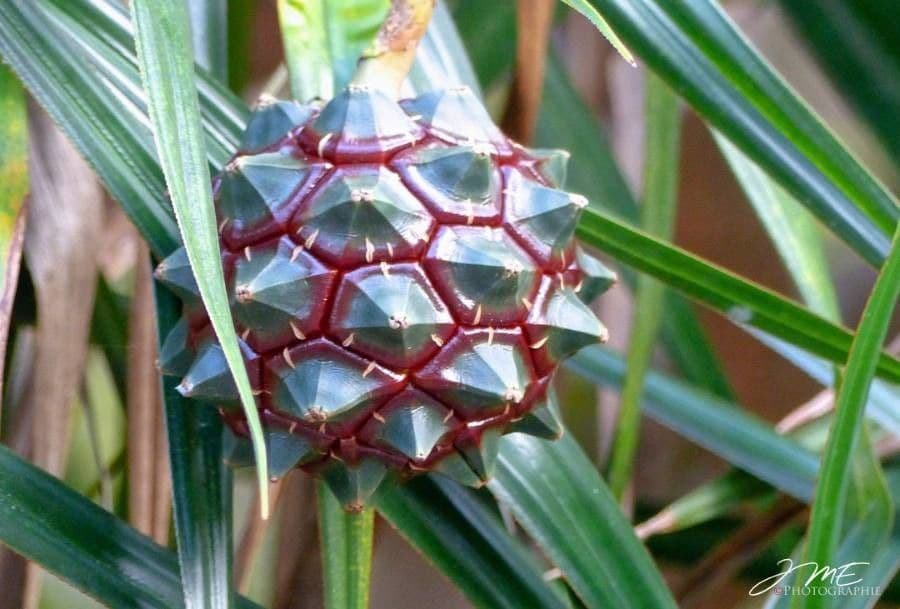 Pandanus