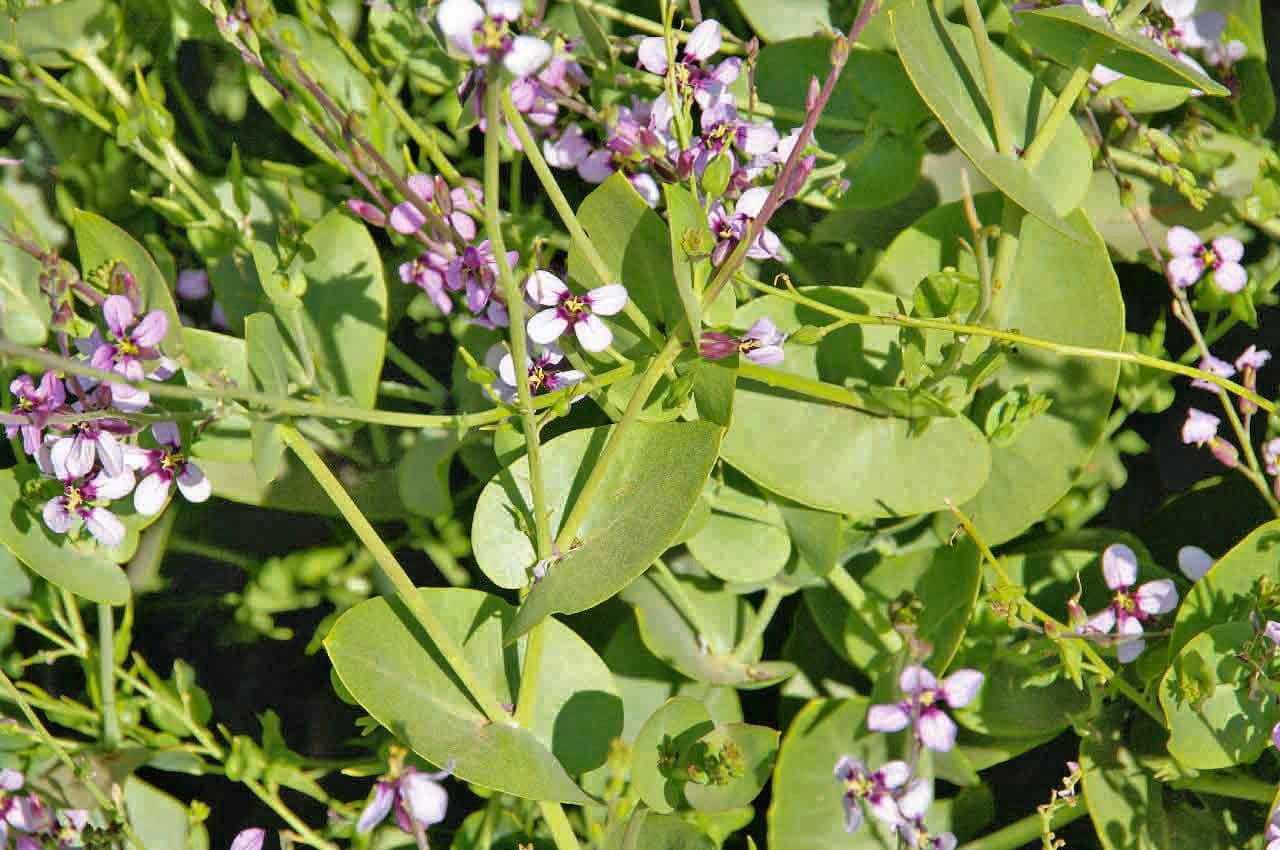 Schouwia 7