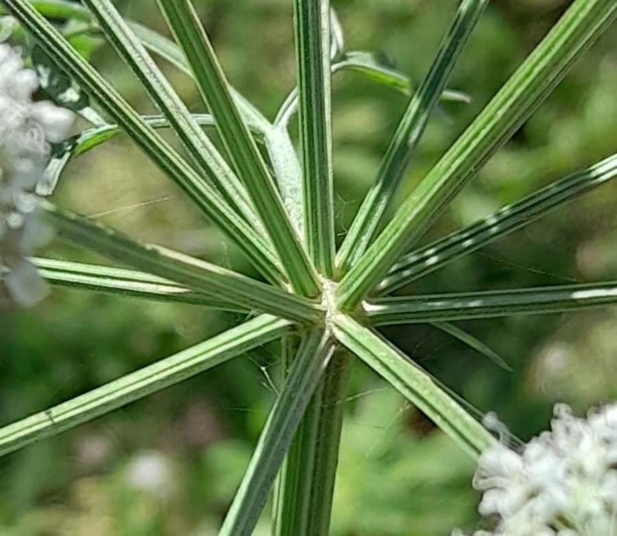 Finocchio acquatico 26