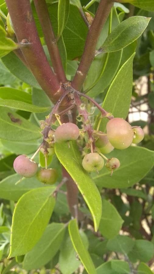 Manzanita