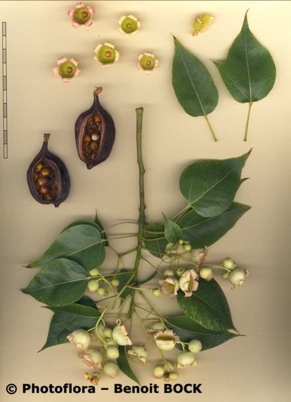 Brachychiton 27