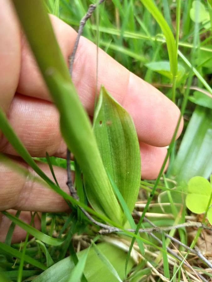 Orchidea palustre purpurea 7
