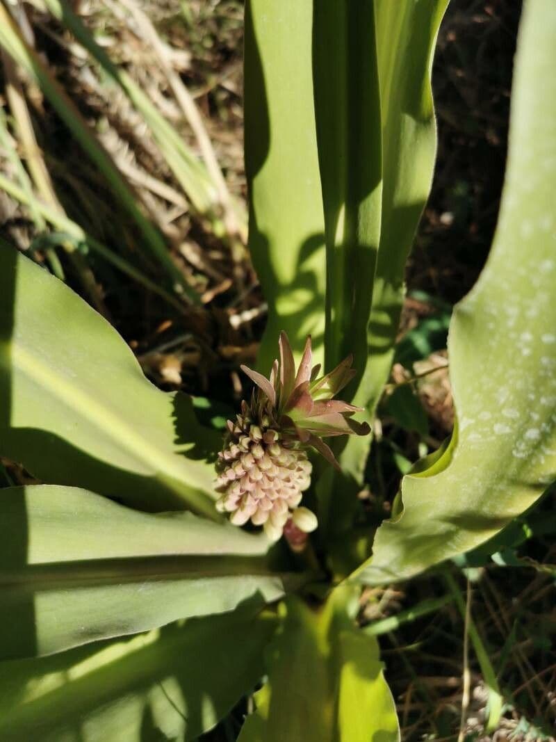 Eucomis