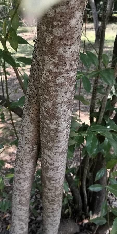 Lindera communis 9