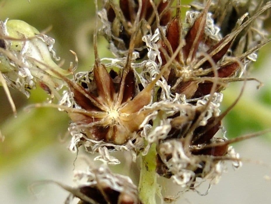 Aeonium 10