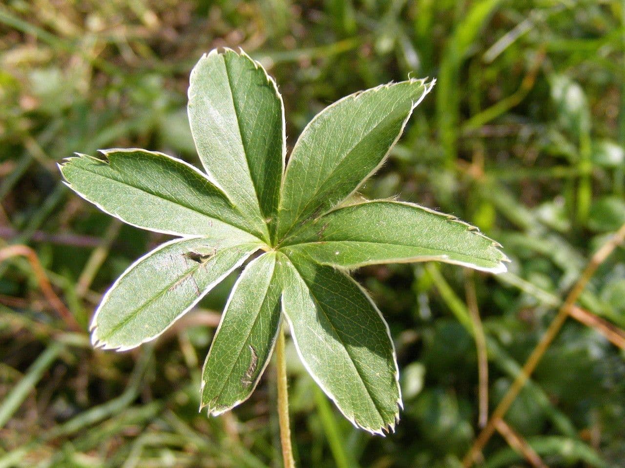 Alchemilla congiunta 13
