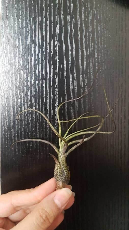 Bromelia di Butz 5